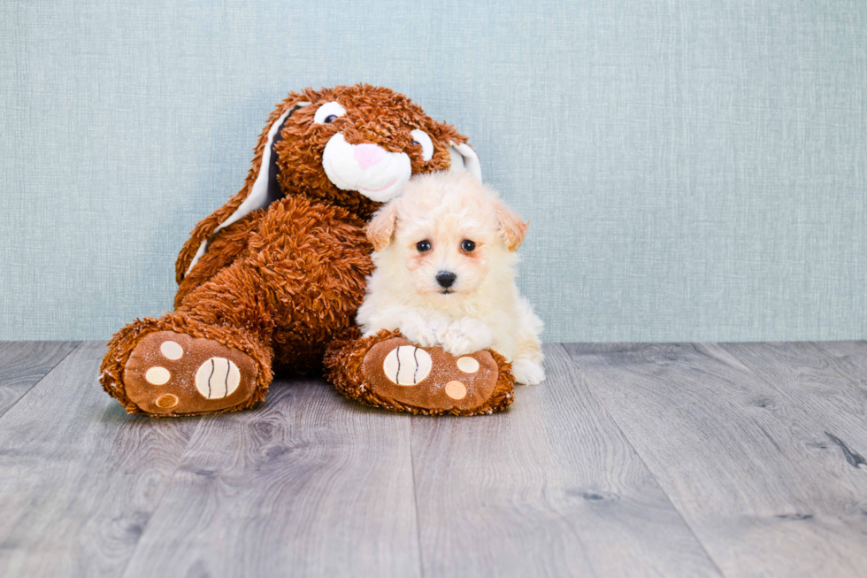 Small Maltipoo Baby