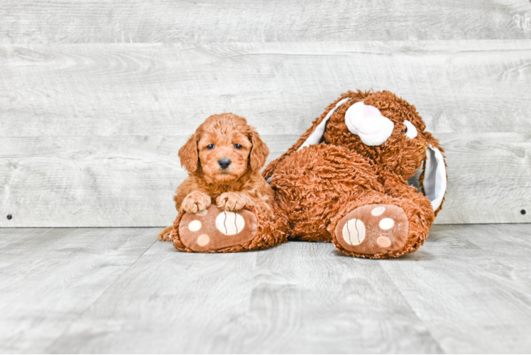 Mini Goldendoodle Puppy for Adoption