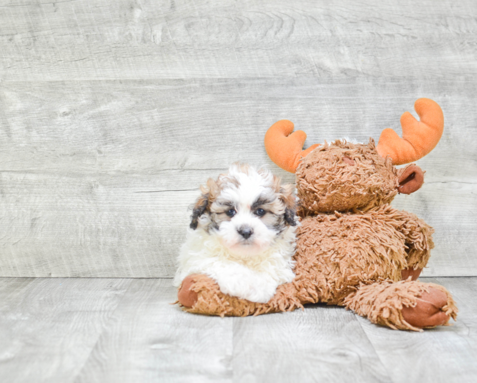 Teddy Bear Pup Being Cute