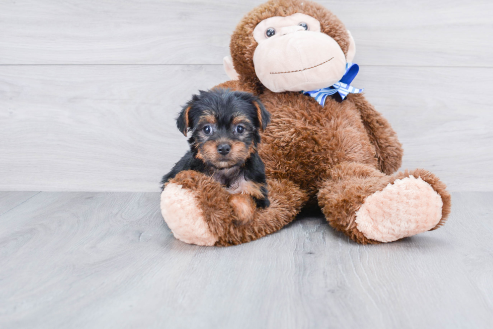 Meet Izzie - our Yorkshire Terrier Puppy Photo 