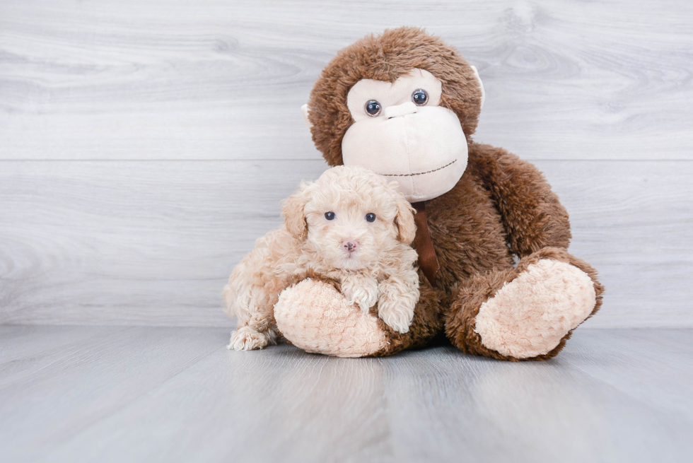 Playful Poodle Purebred Pup