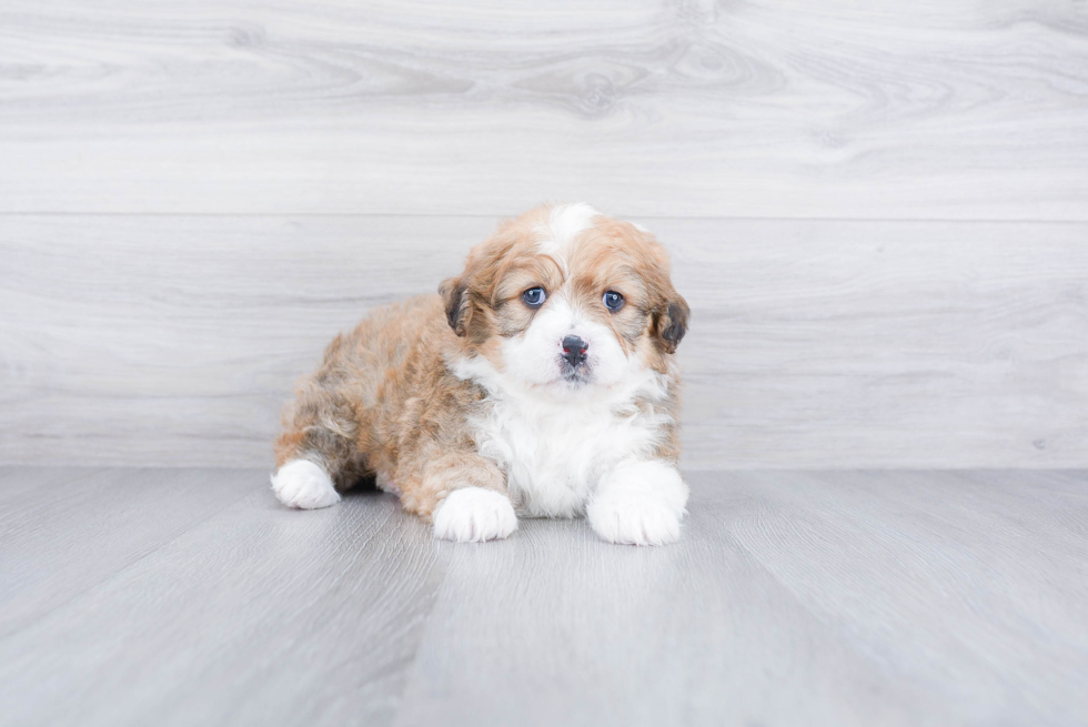 Small Mini Bernedoodle Baby