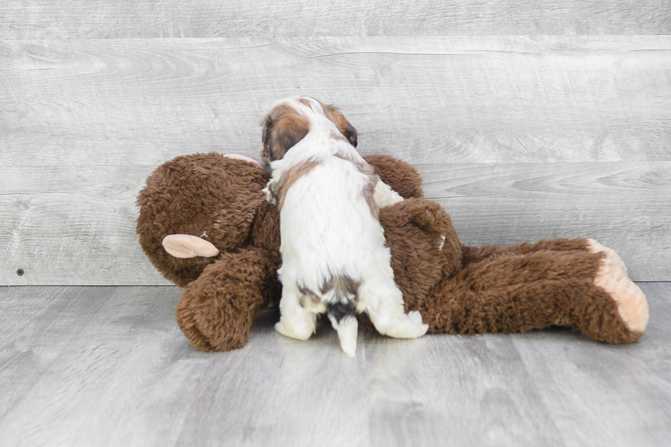 Smart Cavachon Designer Pup