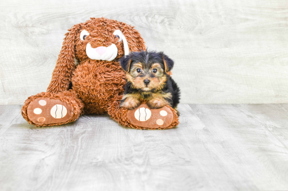 Meet Bella - our Yorkshire Terrier Puppy Photo 