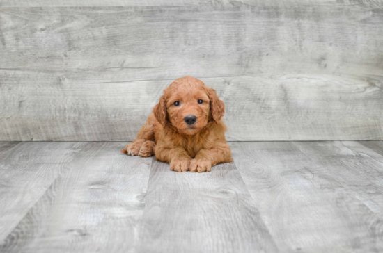 Little Golden Retriever Poodle Mix Puppy