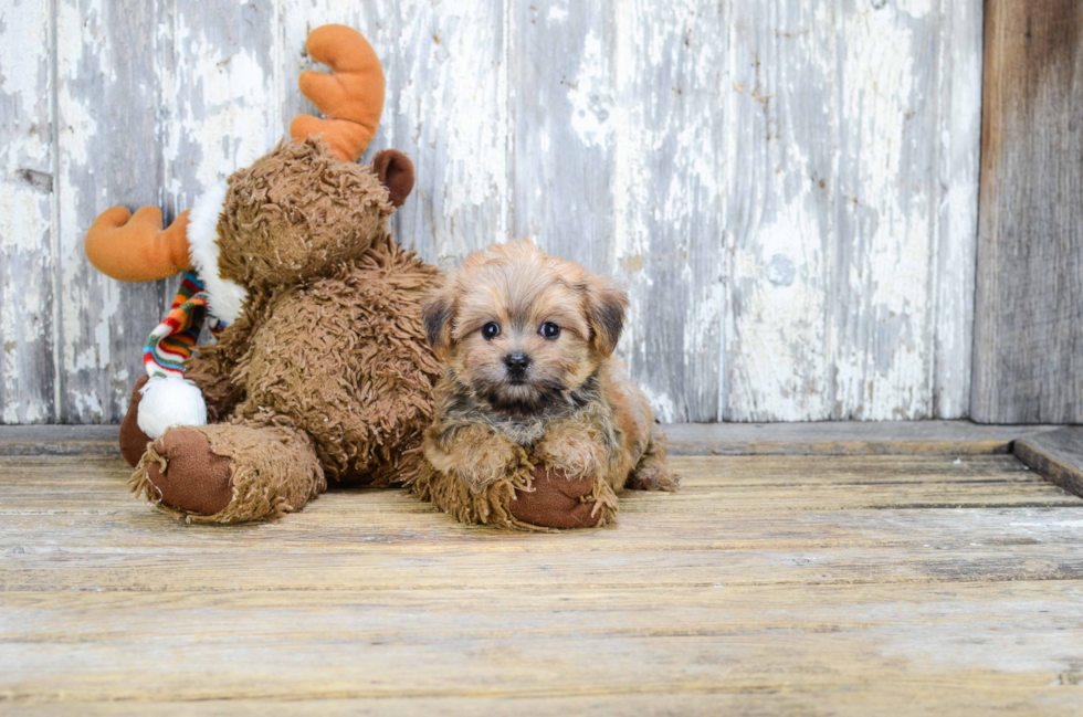 Morkie Pup Being Cute