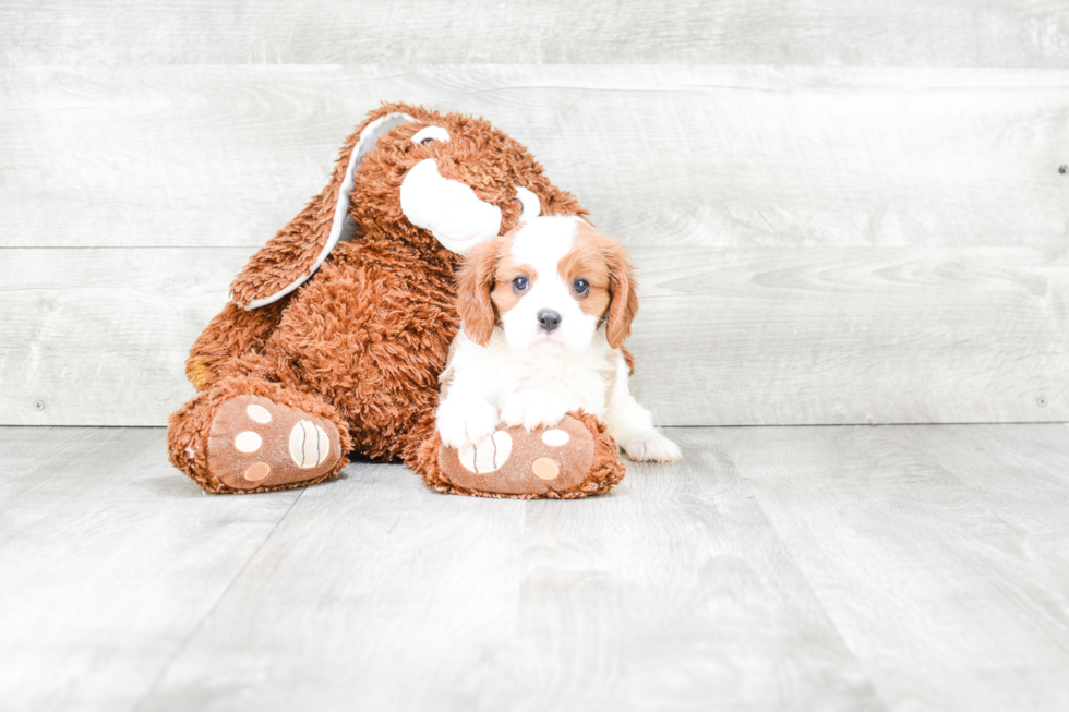 Small Cavalier King Charles Spaniel Purebred Pup