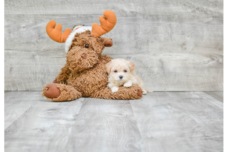 Happy Maltipoo Baby