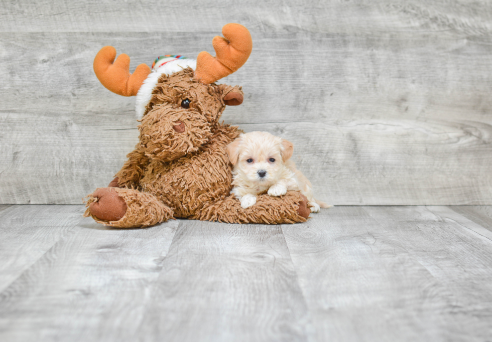 Happy Maltipoo Baby