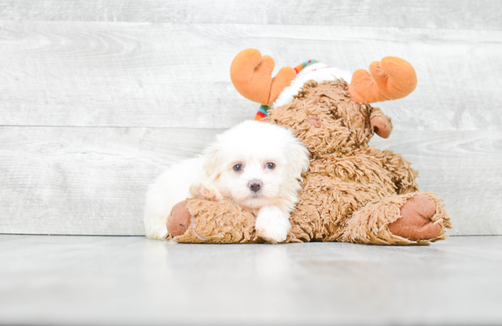 Popular Teddy Bear Designer Pup