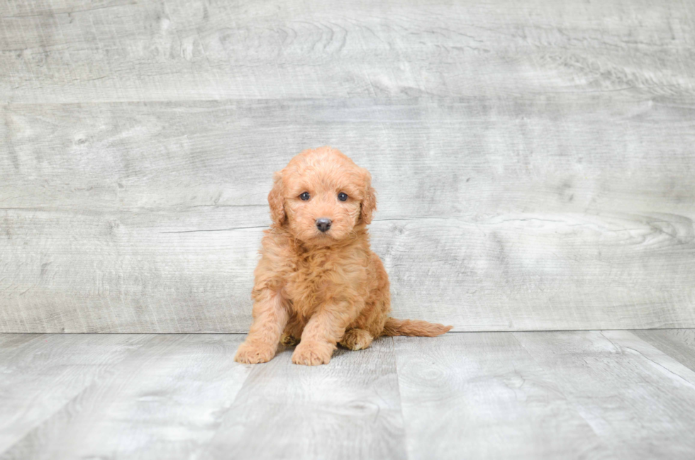 Mini Goldendoodle Pup Being Cute