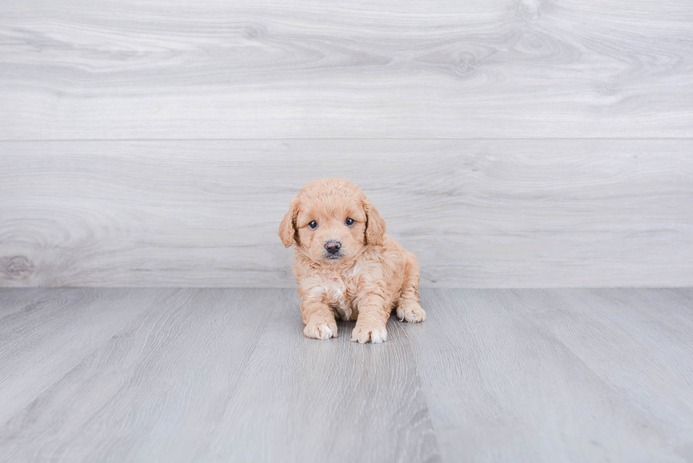 Cavapoo Pup Being Cute