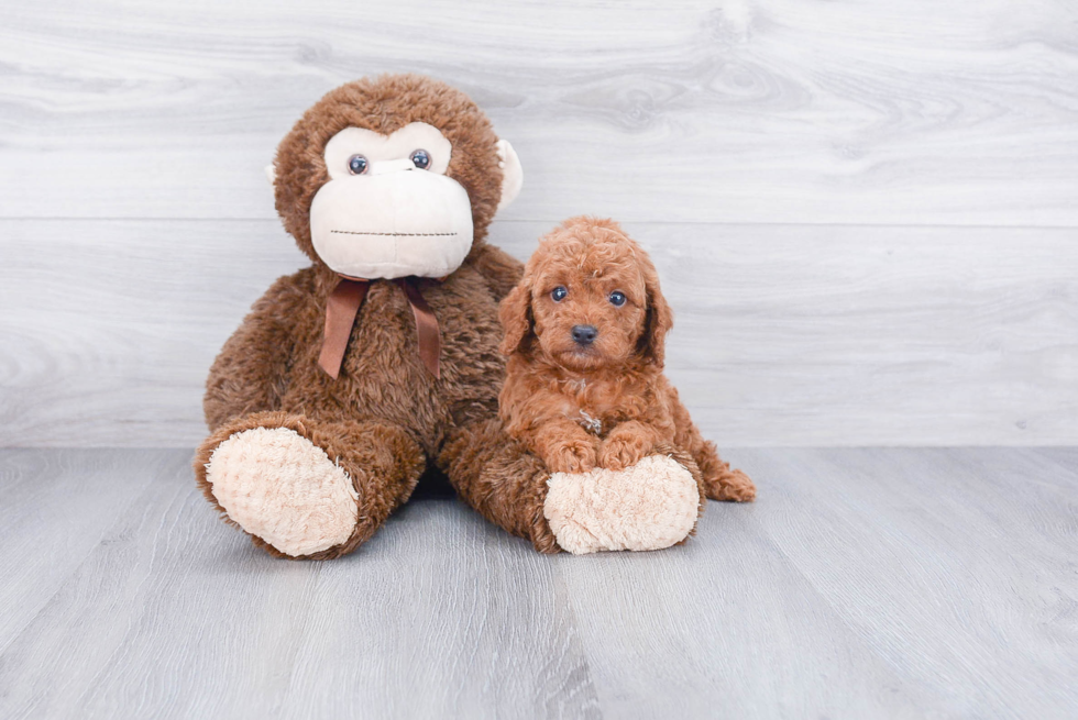 Friendly Cavapoo Baby