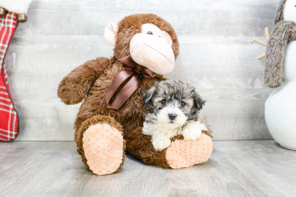 Havanese Pup Being Cute