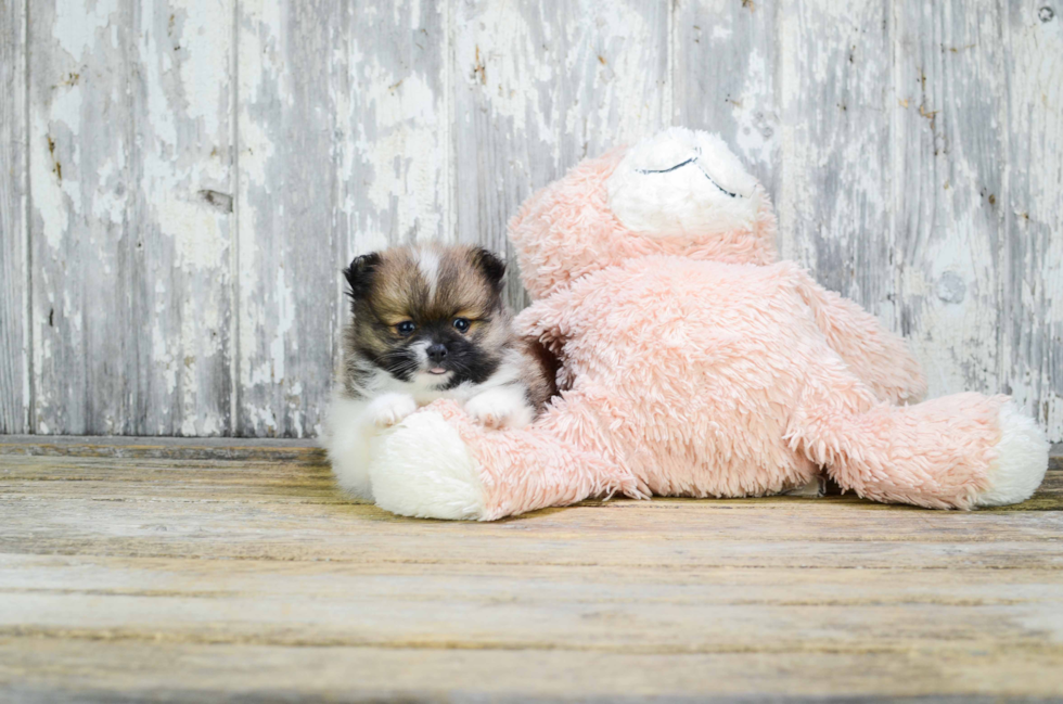 Akc Registered Pomeranian Baby