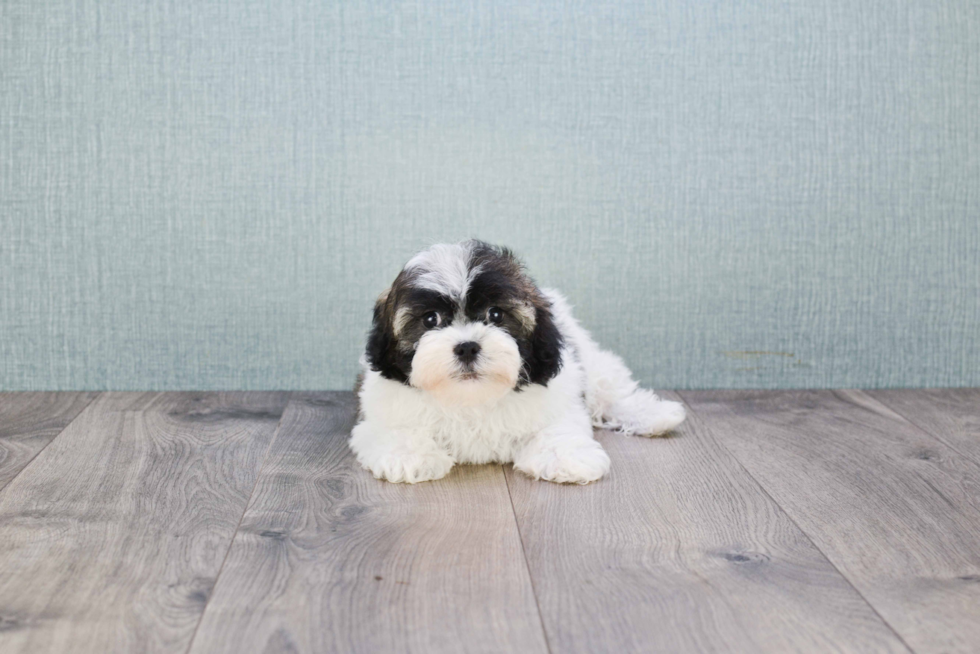 Hypoallergenic Havanese Purebred Pup