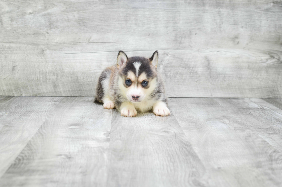 Pomsky Pup Being Cute