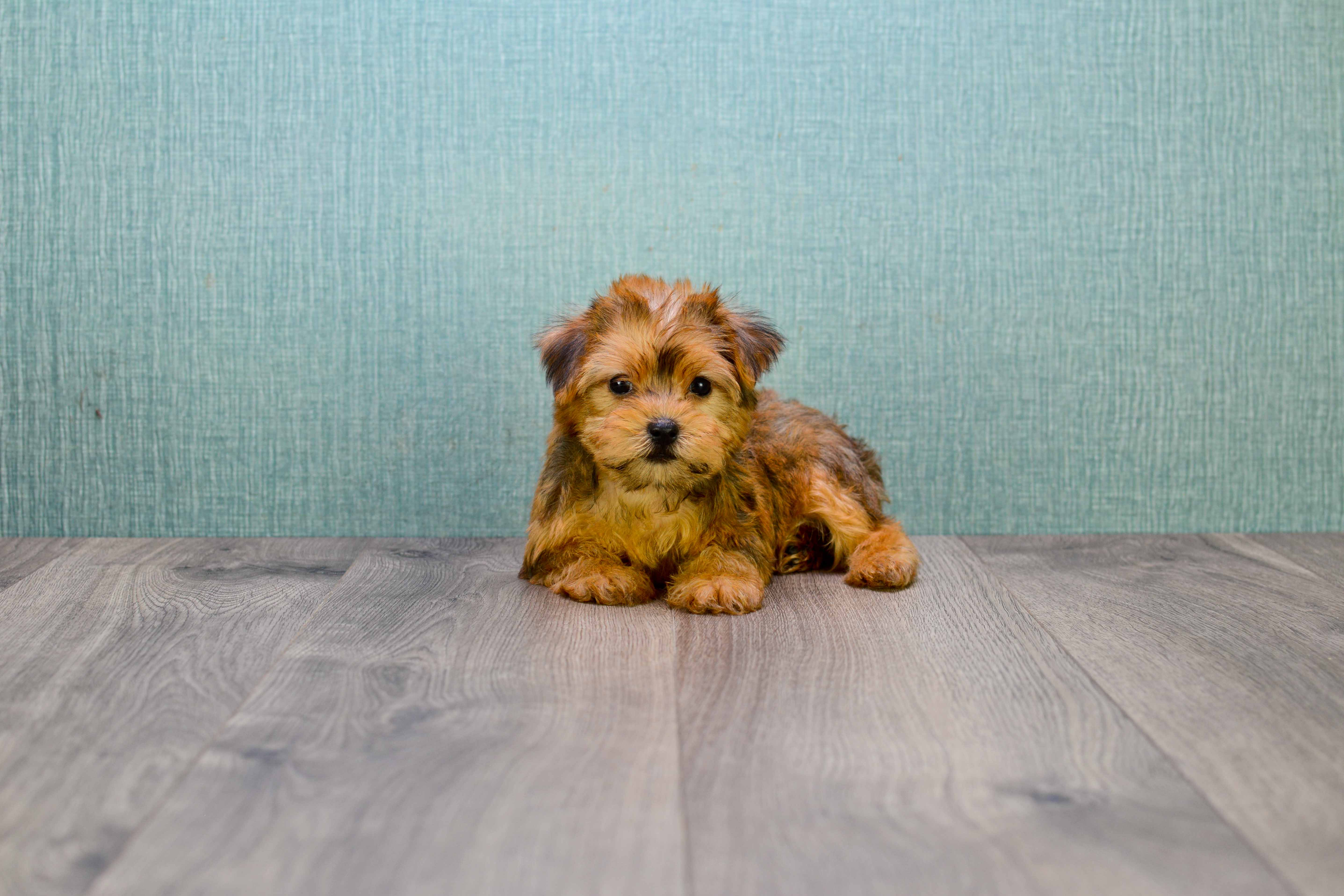 Best Morkie Baby