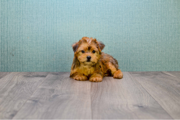 Best Morkie Baby