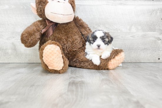 Fluffy Teddy Bear Designer Pup