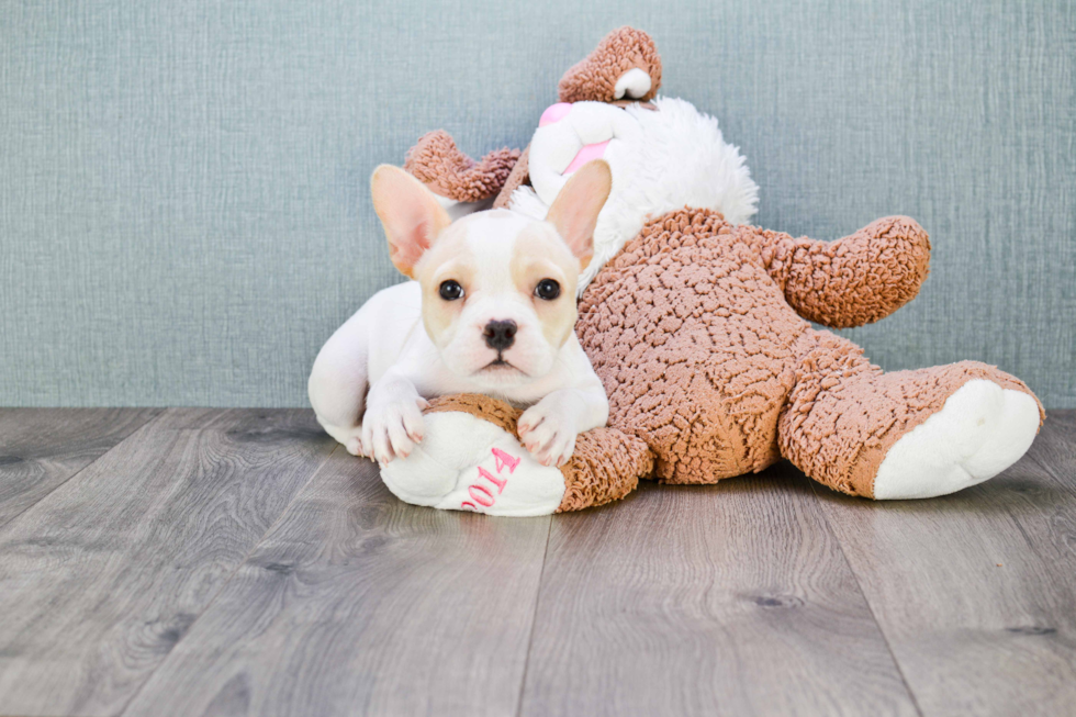 Friendly French Bulldog Purebred Pup