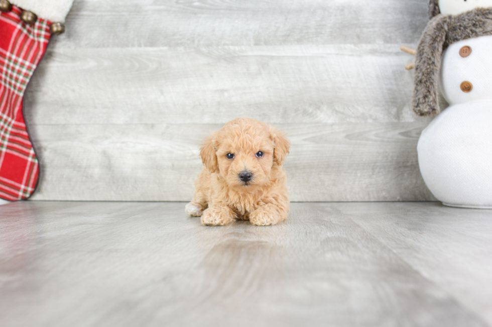 Maltipoo Pup Being Cute