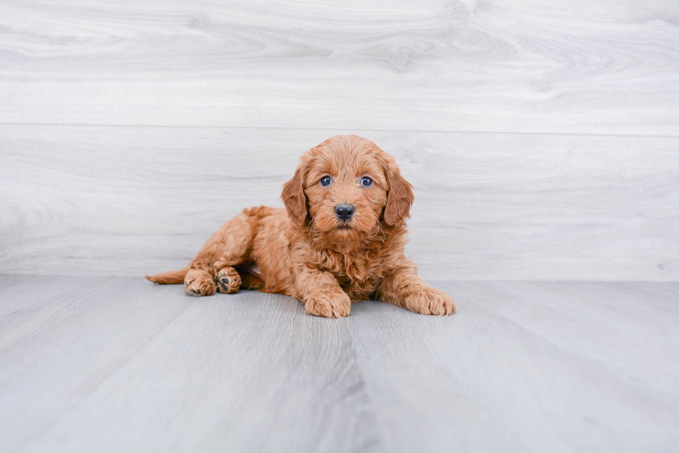 Playful Golden Retriever Poodle Mix Puppy