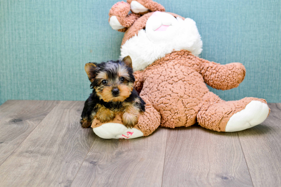 Meet Tinkerbell - our Yorkshire Terrier Puppy Photo 