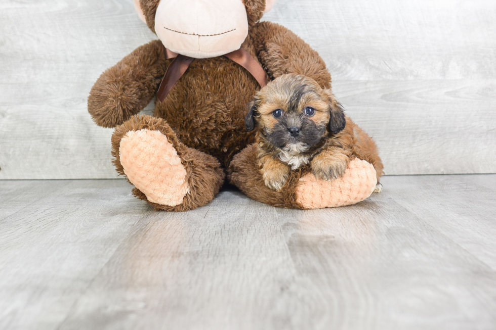 Teddy Bear Pup Being Cute