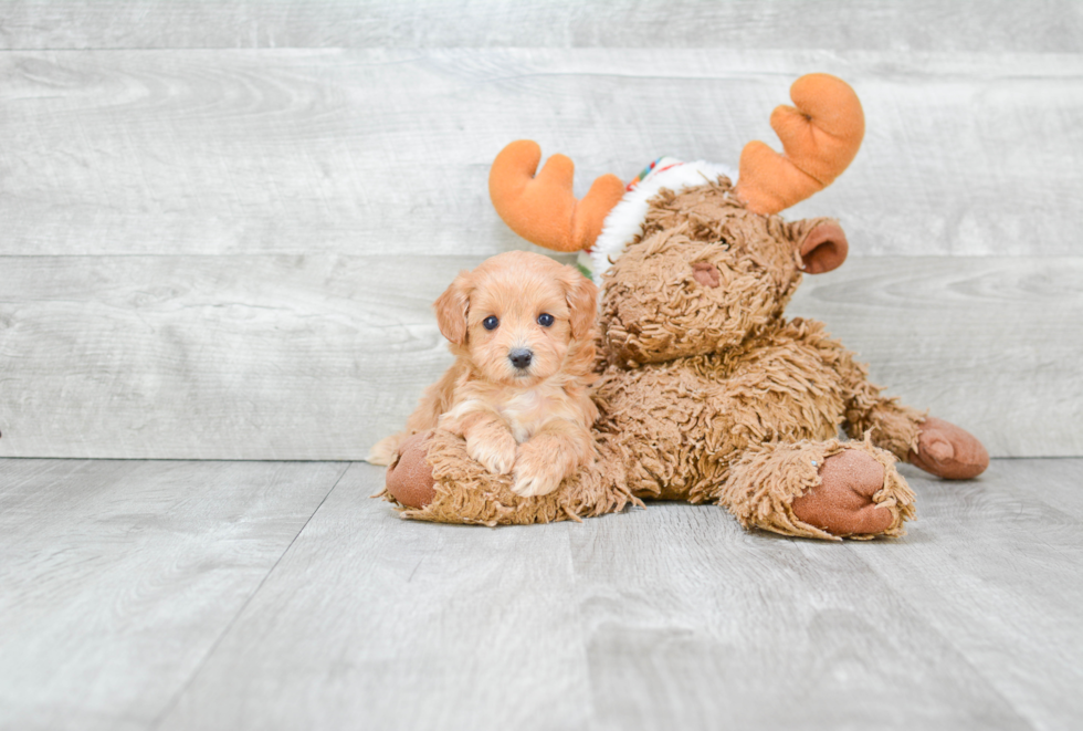 Little Cavoodle Poodle Mix Puppy