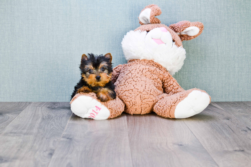 Meet Twinkle - our Yorkshire Terrier Puppy Photo 