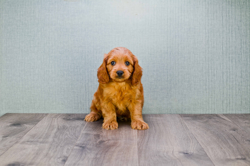 Happy Mini Goldendoodle Baby