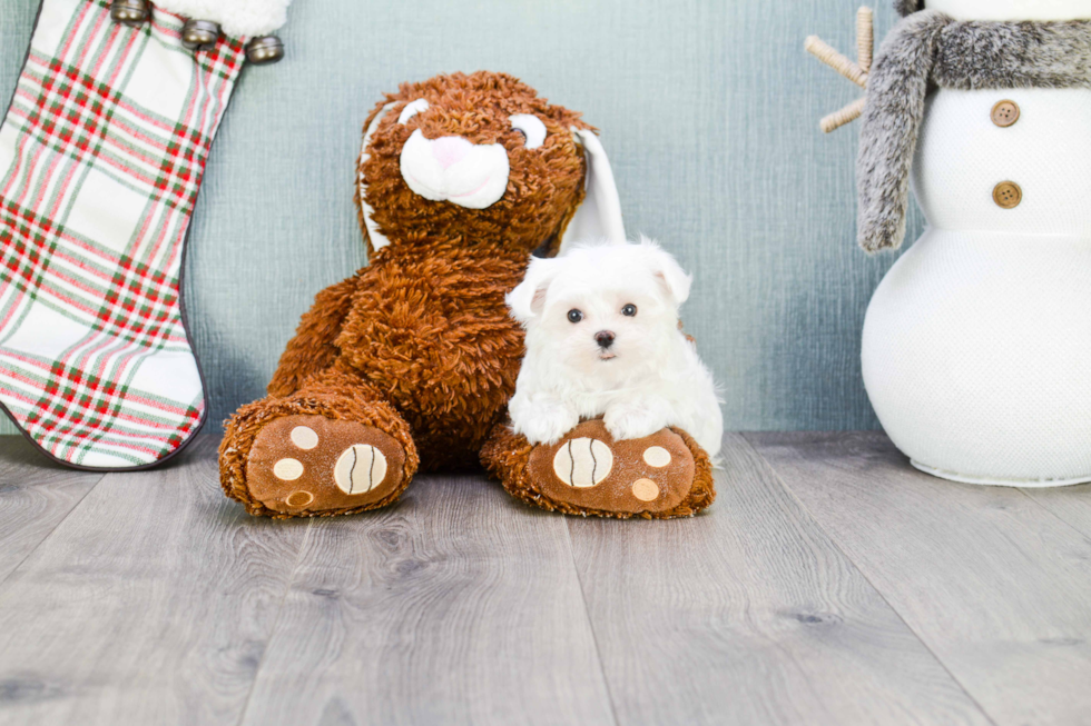 Energetic Maltese Purebred Puppy