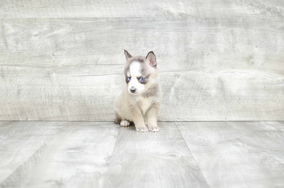 Hypoallergenic Mini Husky Designer Puppy