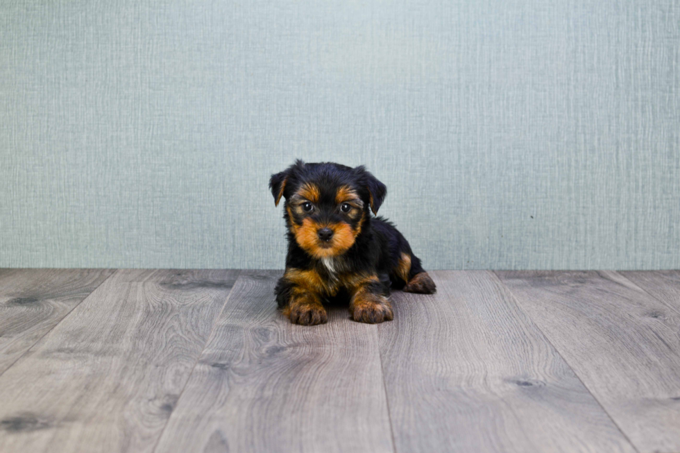 Meet Rascal - our Yorkshire Terrier Puppy Photo 