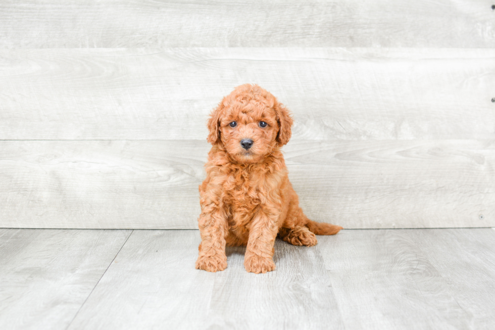 Small Mini Goldendoodle Baby