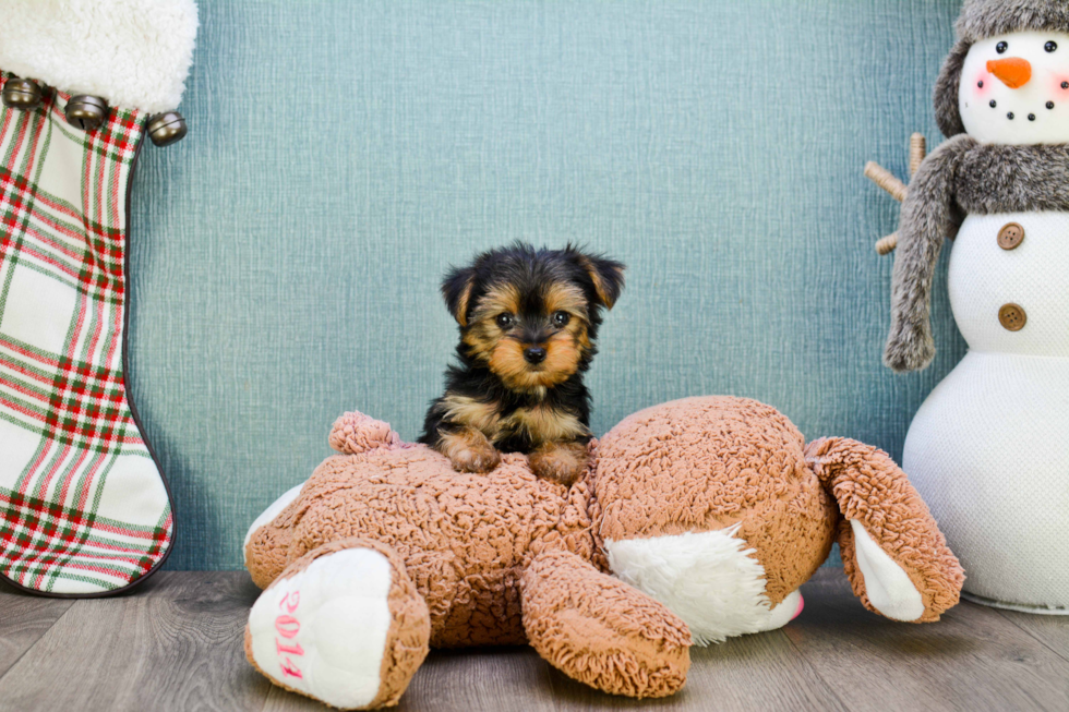 Meet Timmy - our Yorkshire Terrier Puppy Photo 