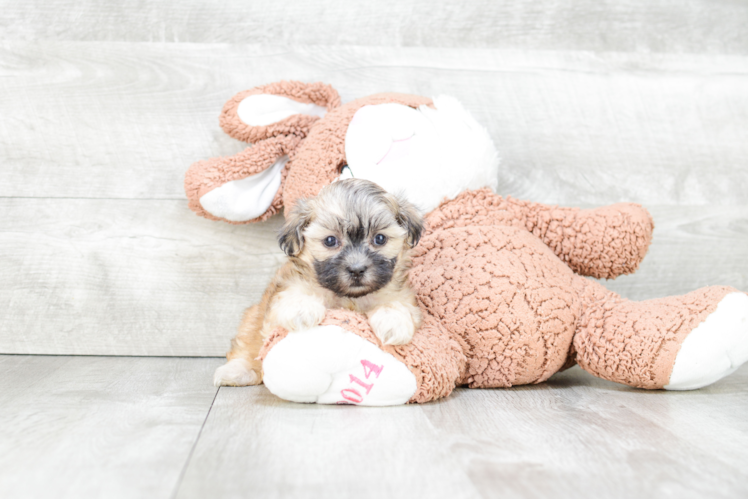 Teddy Bear Puppy for Adoption