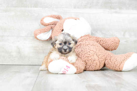 Teddy Bear Puppy for Adoption