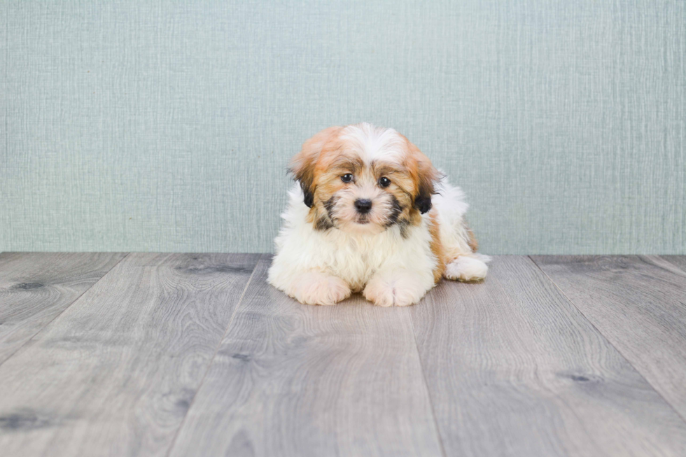 Friendly Teddy Bear Baby