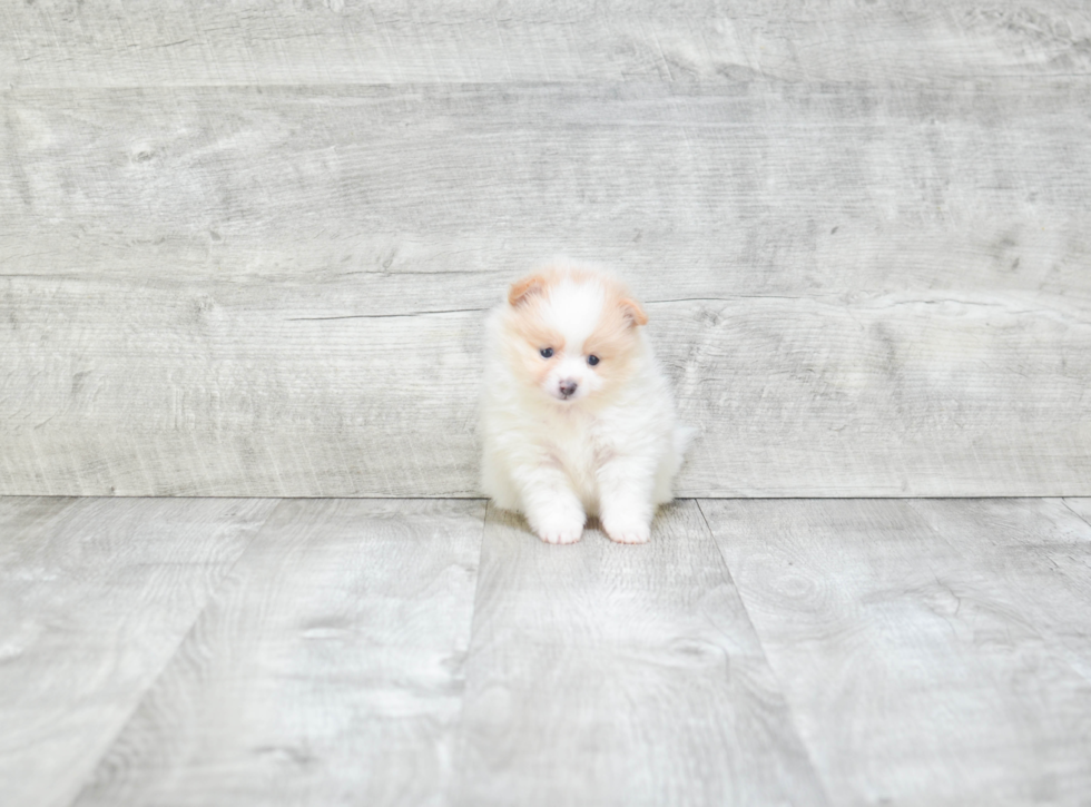 Pomeranian Puppy for Adoption