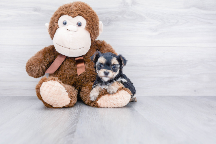 Best Morkie Baby