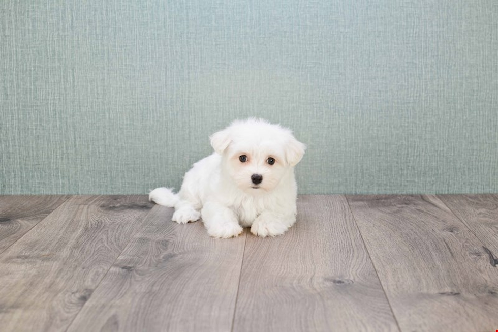 Maltese Pup Being Cute