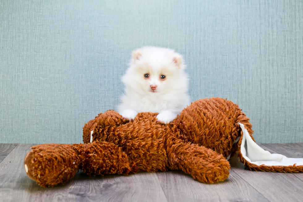 Pomeranian Puppy for Adoption