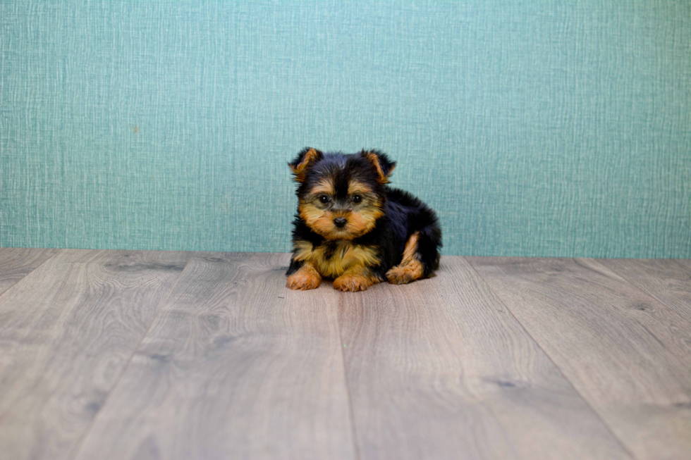 Meet Twinkle - our Yorkshire Terrier Puppy Photo 