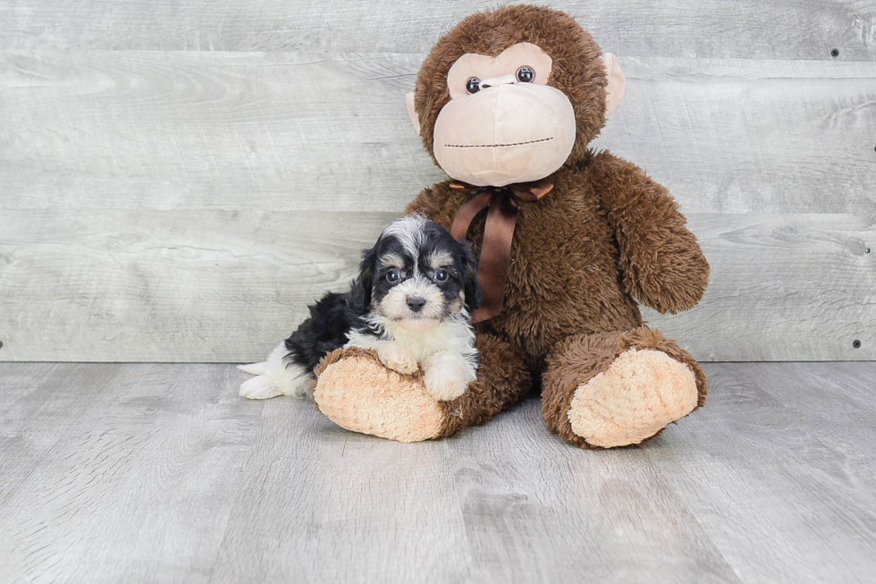 Petite Cavachon Designer Pup