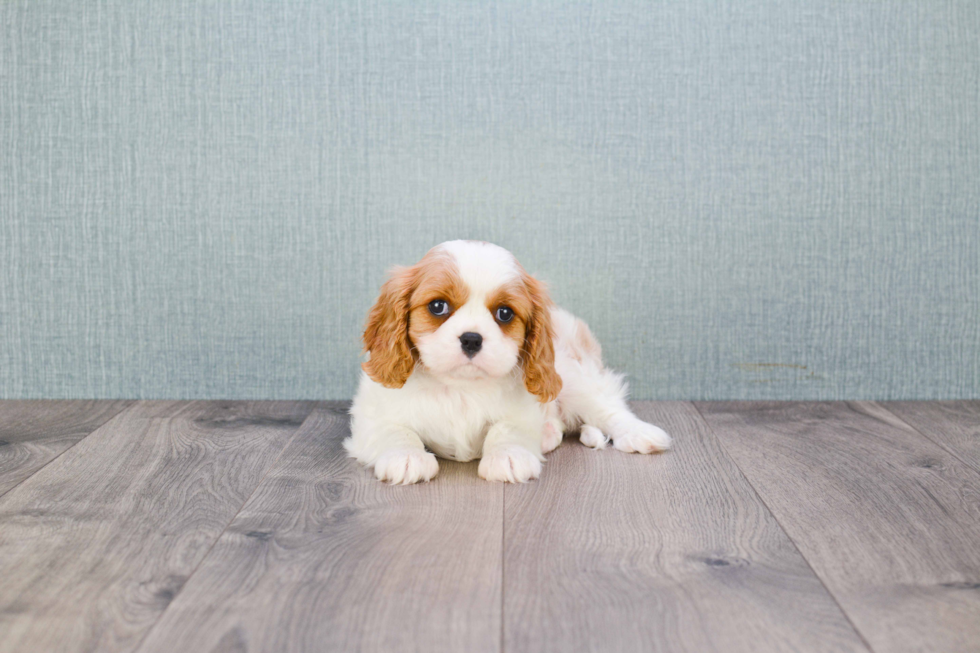 Petite Cavalier King Charles Spaniel Purebred Puppy