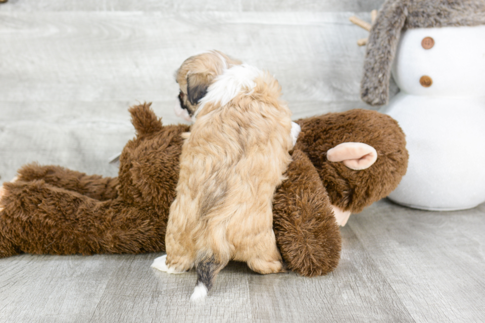 Playful Havanese Purebred Pup