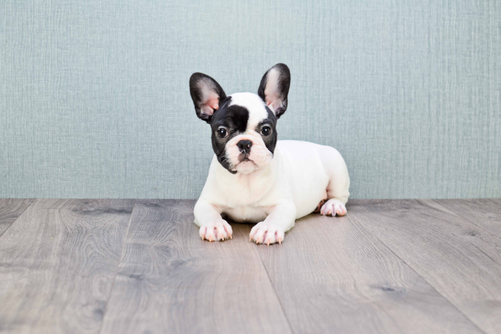 Playful French Bulldog Baby