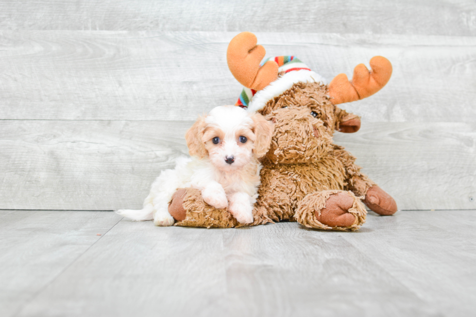 Cavachon Pup Being Cute